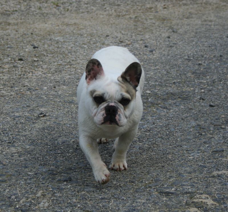 Les Bouledogue français de l'affixe du clos des Obiers