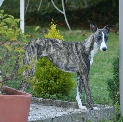 Les Whippet de l'affixe du clos des Obiers