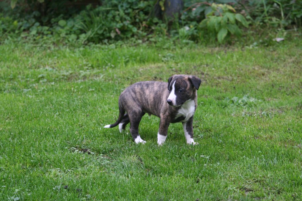 du clos des Obiers - Chiot disponible  - Whippet