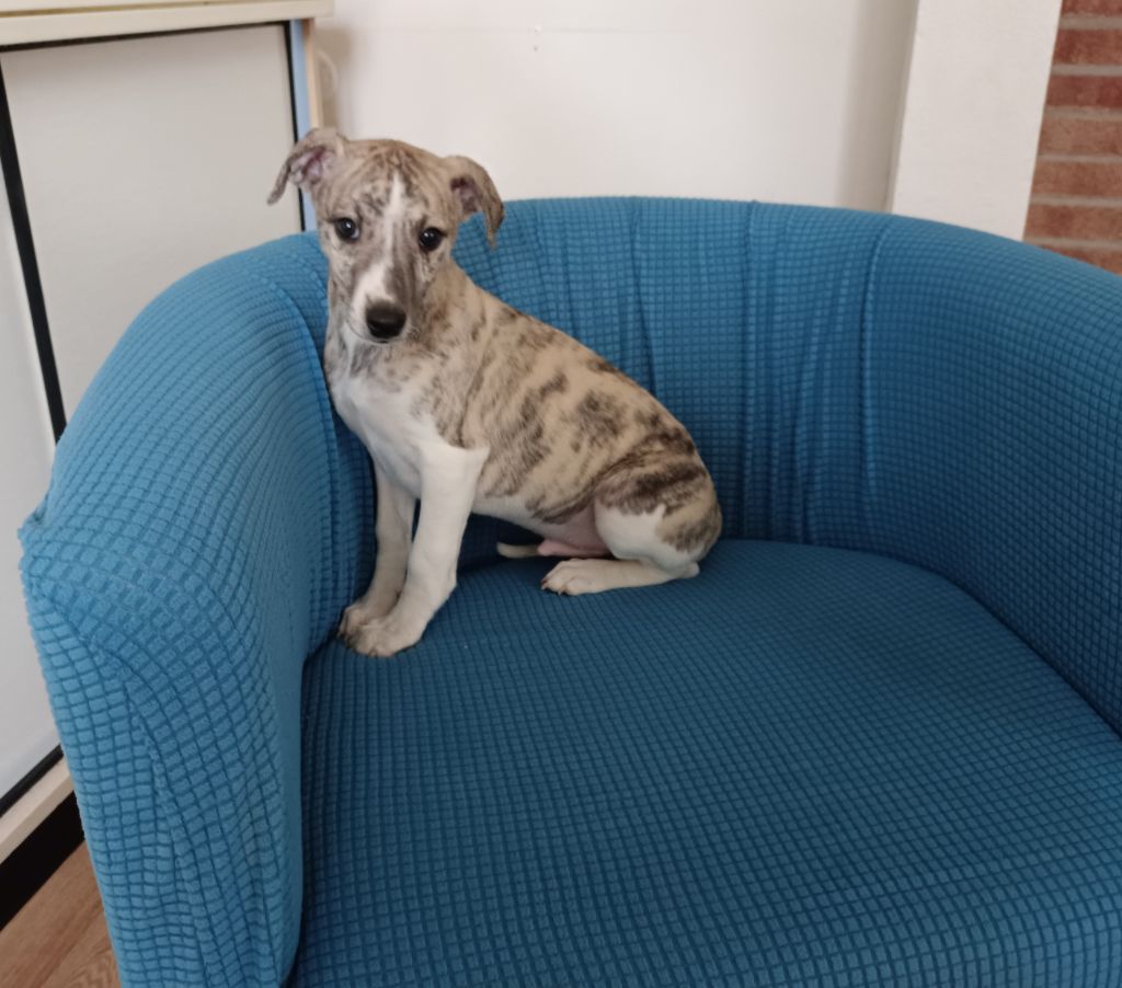 du clos des Obiers - Chiot disponible  - Whippet