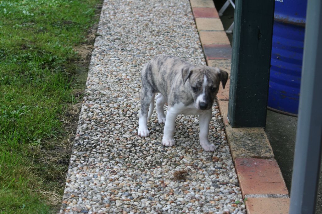 du clos des Obiers - Chiot disponible  - Whippet