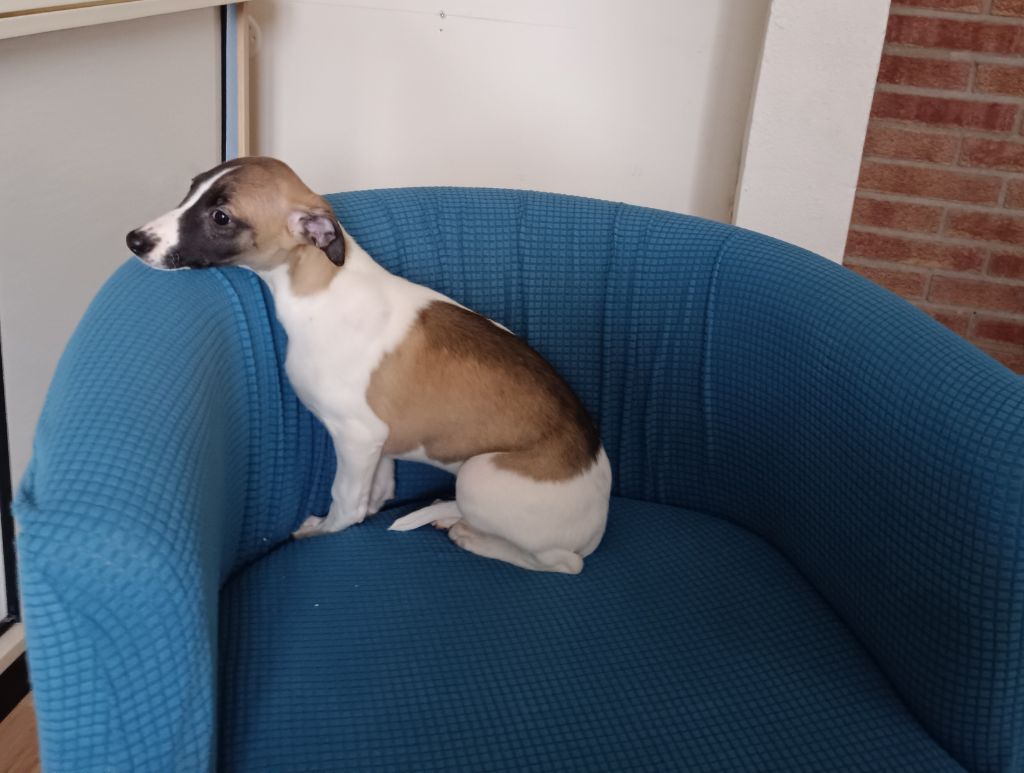 du clos des Obiers - Chiot disponible  - Whippet