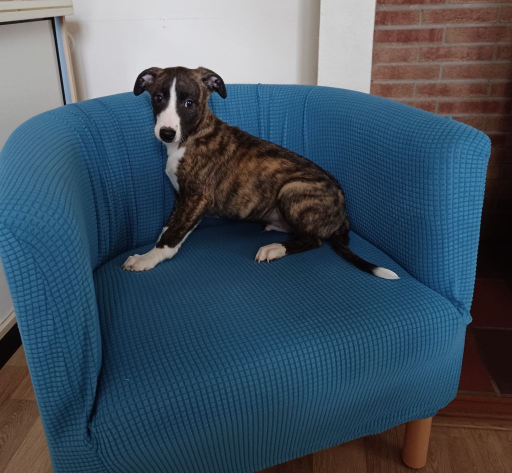 du clos des Obiers - Chiot disponible  - Whippet