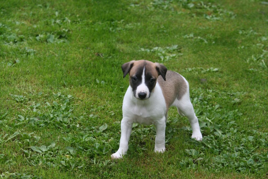 du clos des Obiers - Chiot disponible  - Whippet