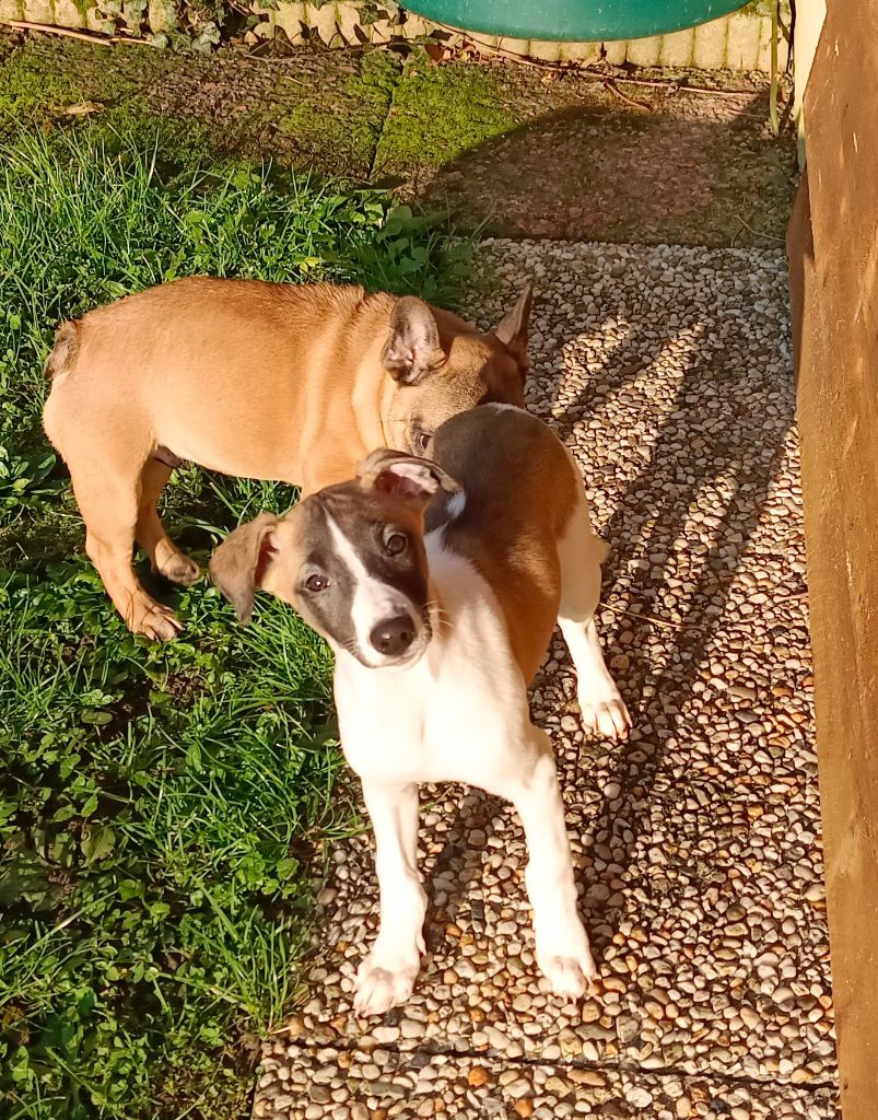 du clos des Obiers - Chiot disponible  - Whippet