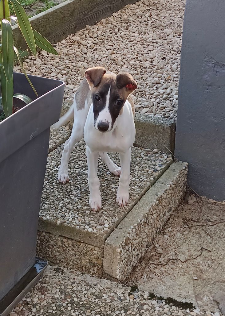 du clos des Obiers - Chiot disponible  - Whippet