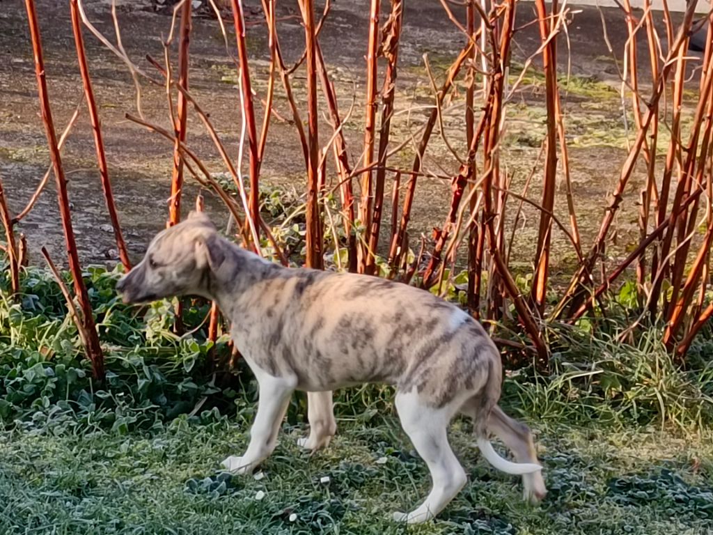 du clos des Obiers - Chiot disponible  - Whippet