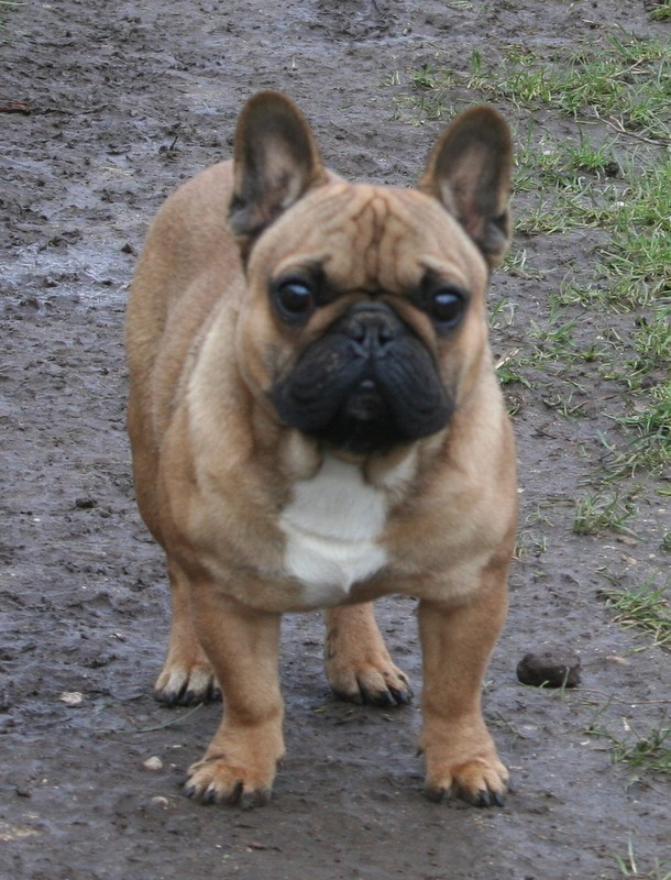 Voltaire Stocky Family