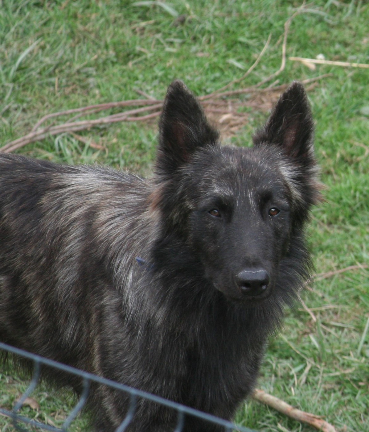 Valerian Dovahkiin Daal