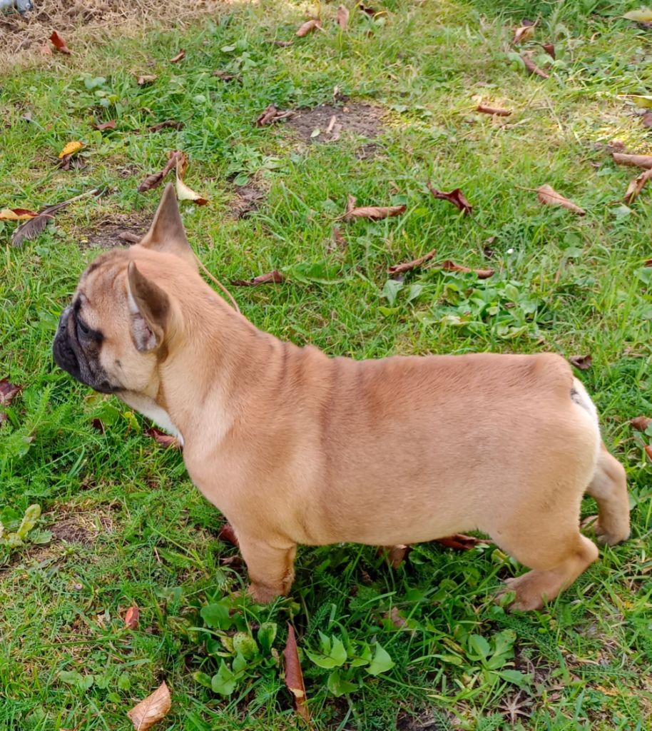 Anna karénine du clos des Obiers