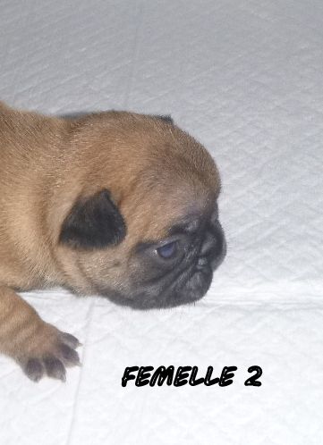 du clos des Obiers - Chiots disponibles - Bouledogue français