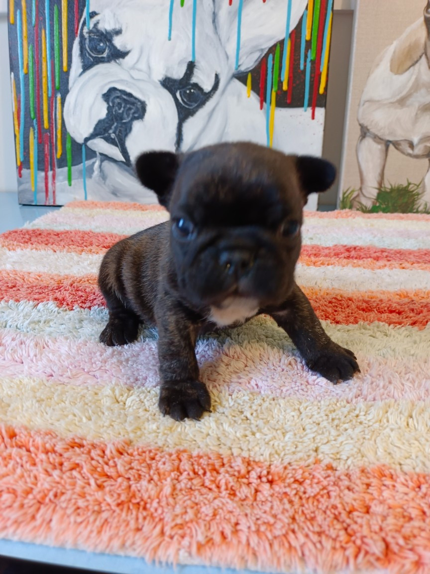 du clos des Obiers - Chiots disponibles - Bouledogue français