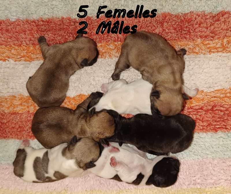 Chiot Bouledogue français du clos des Obiers