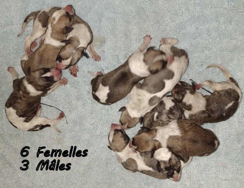 Chiot Whippet du clos des Obiers