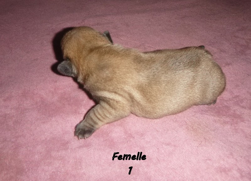 du clos des Obiers - Chiots disponibles - Bouledogue français