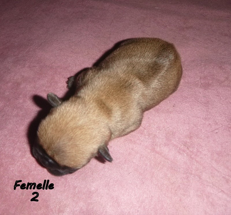 du clos des Obiers - Chiots disponibles - Bouledogue français