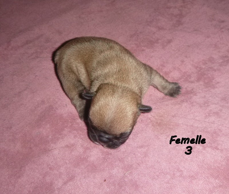 du clos des Obiers - Chiots disponibles - Bouledogue français