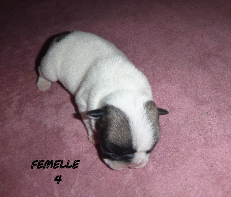 du clos des Obiers - Chiots disponibles - Bouledogue français