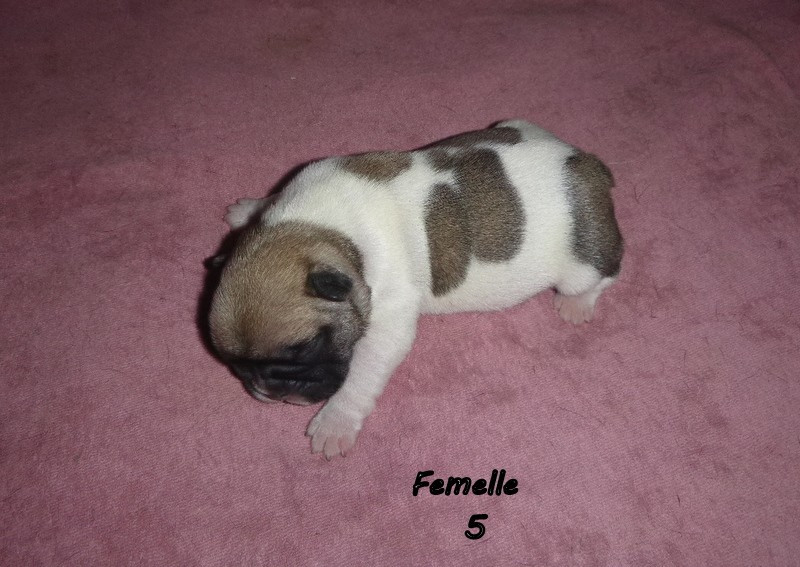 du clos des Obiers - Chiots disponibles - Bouledogue français