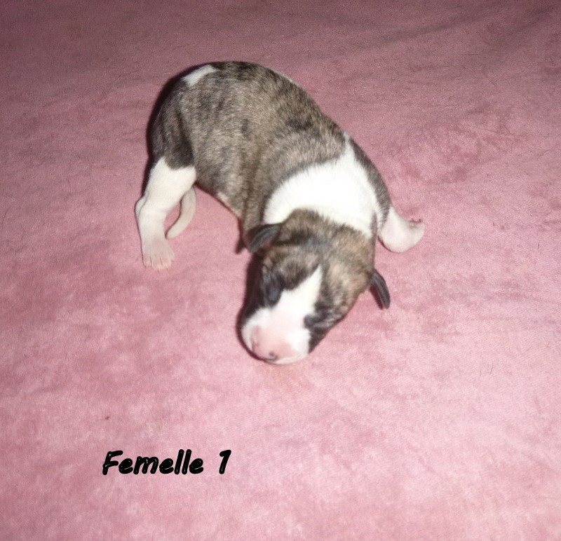 du clos des Obiers - Chiots disponibles - Whippet