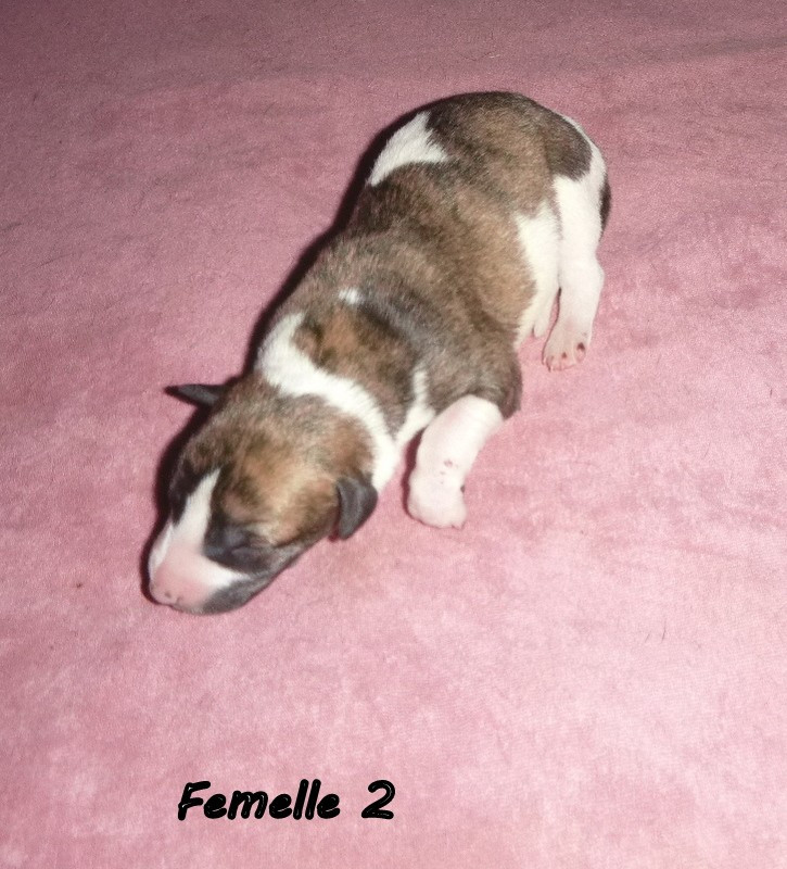 du clos des Obiers - Chiots disponibles - Whippet