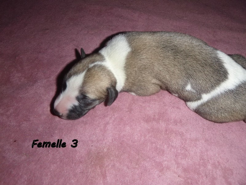 du clos des Obiers - Chiots disponibles - Whippet