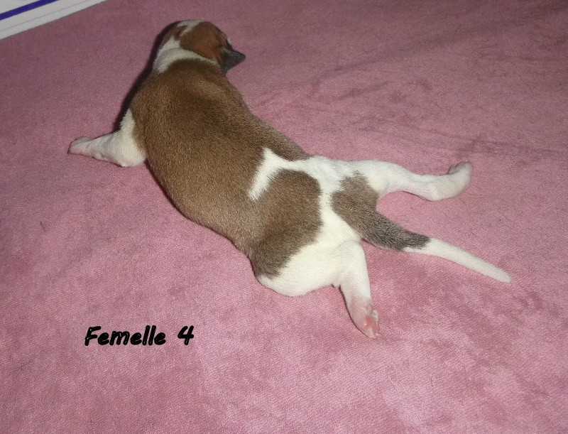 du clos des Obiers - Chiots disponibles - Whippet