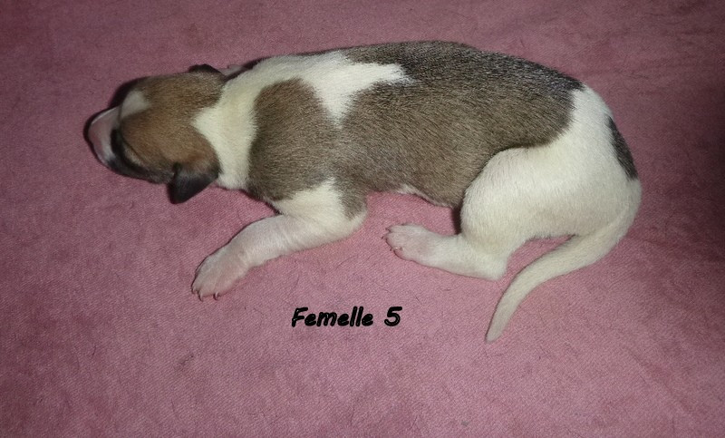 du clos des Obiers - Chiots disponibles - Whippet