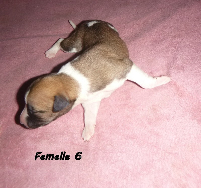 du clos des Obiers - Chiots disponibles - Whippet