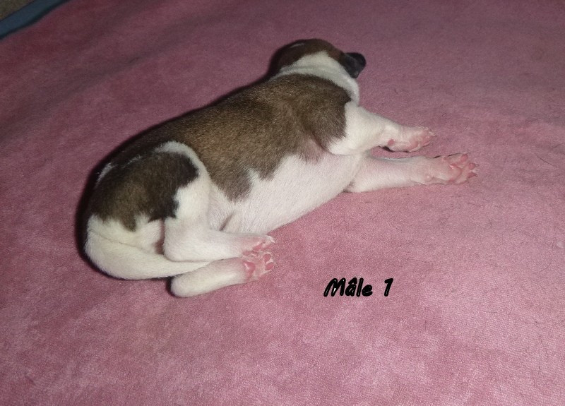 du clos des Obiers - Chiots disponibles - Whippet