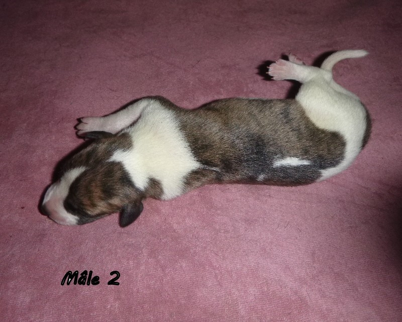 du clos des Obiers - Chiots disponibles - Whippet
