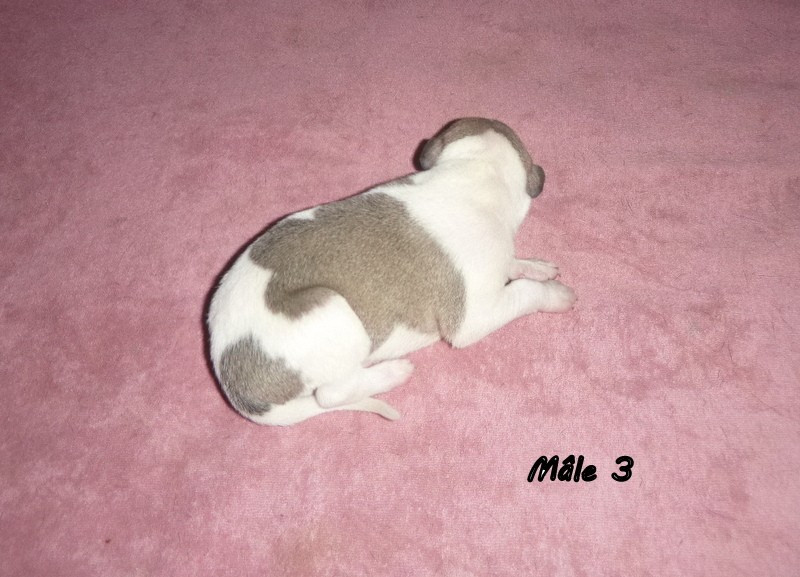 du clos des Obiers - Chiots disponibles - Whippet