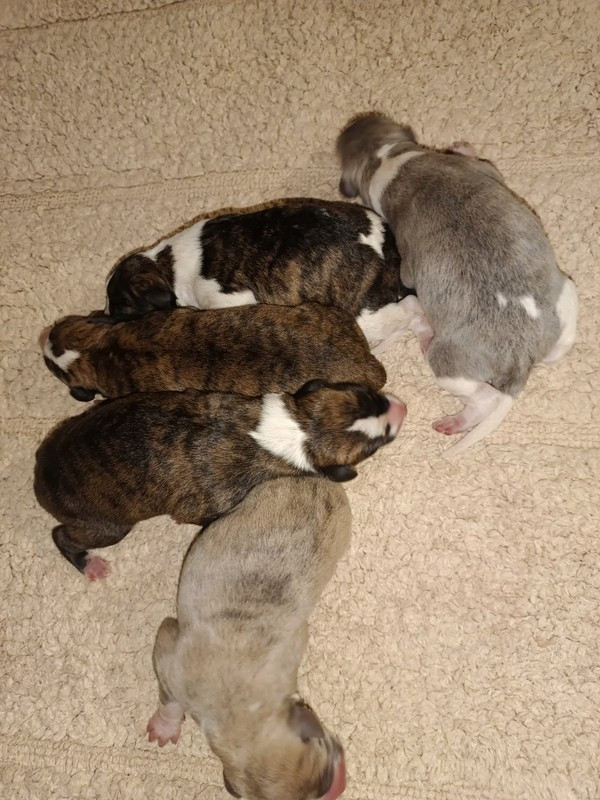 Chiot Whippet du clos des Obiers