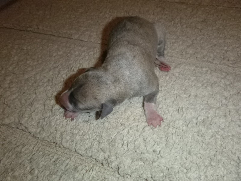 du clos des Obiers - Chiots disponibles - Whippet