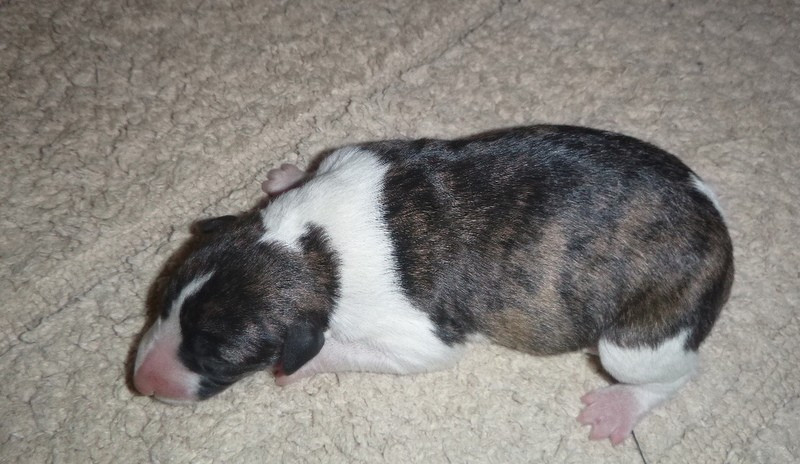 du clos des Obiers - Chiots disponibles - Whippet