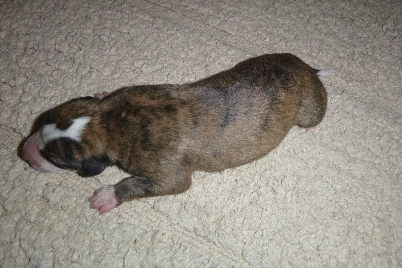 du clos des Obiers - Chiots disponibles - Whippet