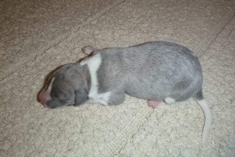 du clos des Obiers - Chiots disponibles - Whippet