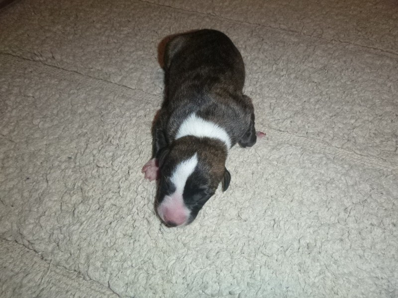 du clos des Obiers - Chiots disponibles - Whippet