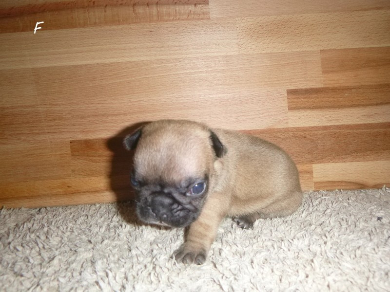 du clos des Obiers - Chiots disponibles - Bouledogue français