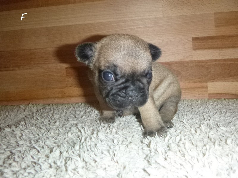 du clos des Obiers - Chiots disponibles - Bouledogue français