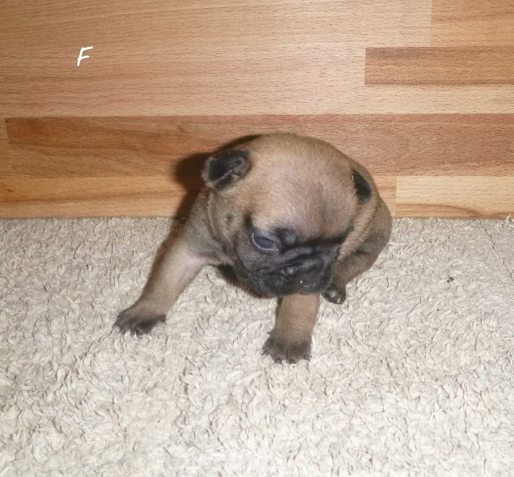 du clos des Obiers - Chiots disponibles - Bouledogue français