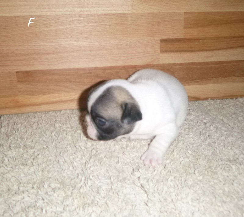 du clos des Obiers - Chiots disponibles - Bouledogue français