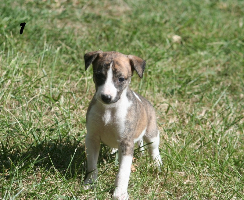 du clos des Obiers - Chiots disponibles - Whippet