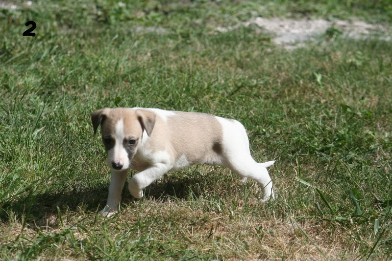du clos des Obiers - Chiots disponibles - Whippet