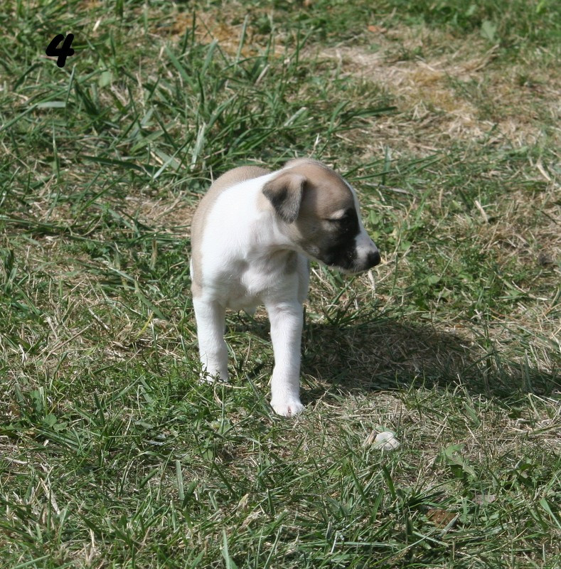 du clos des Obiers - Chiots disponibles - Whippet