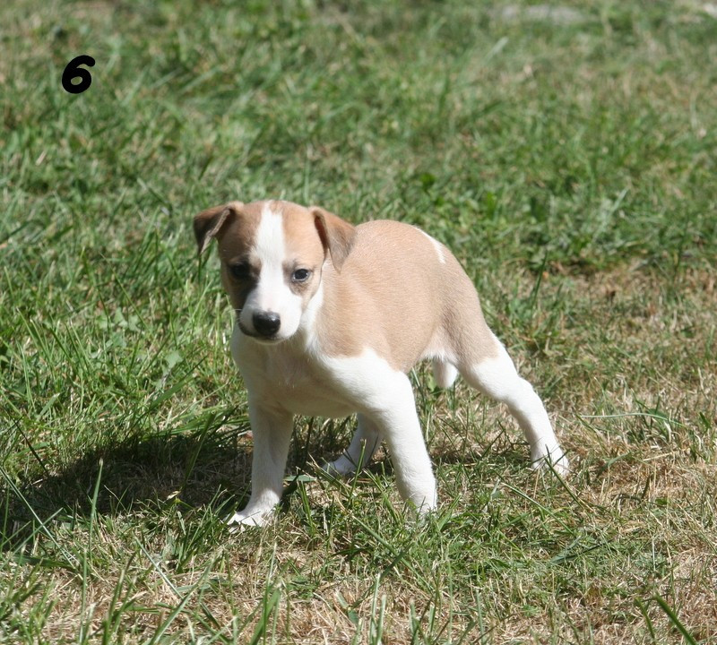 du clos des Obiers - Chiots disponibles - Whippet
