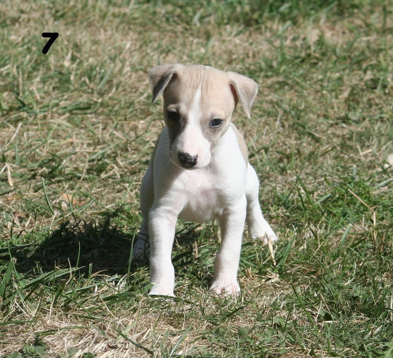 du clos des Obiers - Chiots disponibles - Whippet