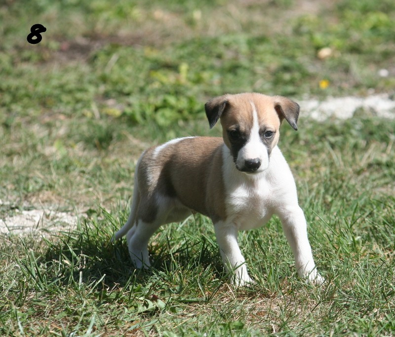 du clos des Obiers - Chiots disponibles - Whippet