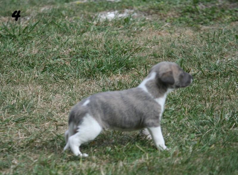 du clos des Obiers - Chiots disponibles - Whippet