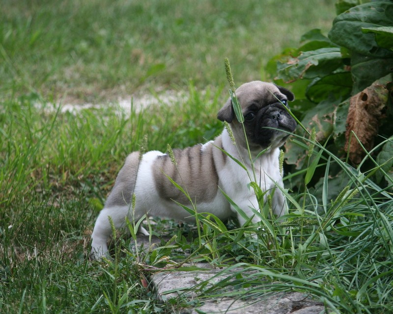 du clos des Obiers - Chiots disponibles - Bouledogue français